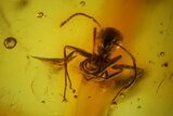 Detailed Fossil Ants, a Fly and a Springtail In Baltic Amber #150713-2